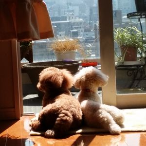 室内ペットのお悩み解決！ペットとの共生空間を提供します。
