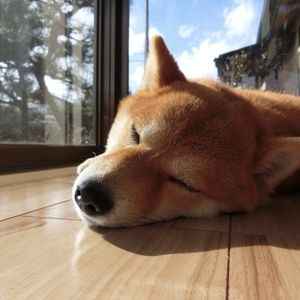 東川口のリフォーム屋さん。お年寄り、室内犬におすすめの床コーティング