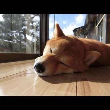 東川口のリフォーム屋さん。お年寄り、室内犬におすすめの床コーティング